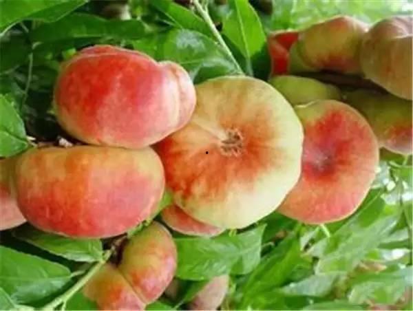 新疆蟠桃爆料新闻事件,揭秘神秘爆料背后的真相与争议